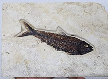 Load image into Gallery viewer, Diplomystus (Fish Fossil)
