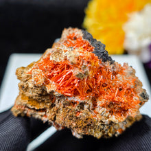 Load image into Gallery viewer, Crocoite Mineral Specimen Display – Dundas, Tasmania, Australia | 红铅矿天然矿物标本摆件
