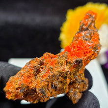 Load image into Gallery viewer, Crocoite Mineral Specimen Display – Dundas, Tasmania, Australia | 红铅矿天然矿物标本摆件
