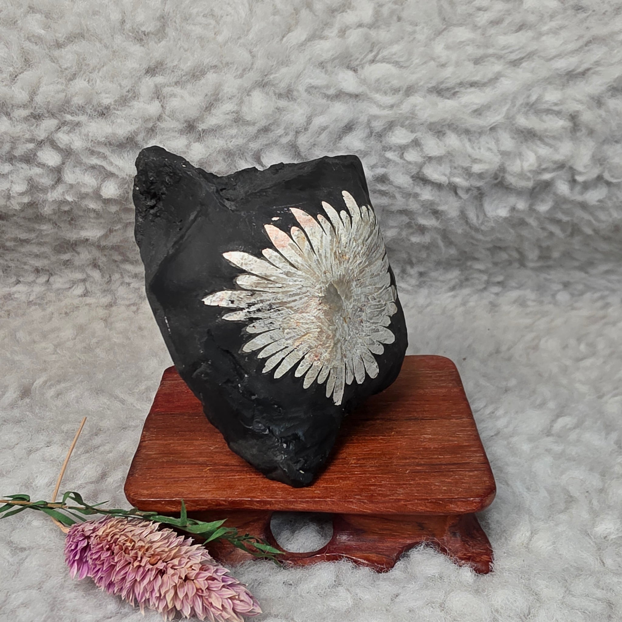 菊花石　chrysanthemum stone Chrysanthemum Stone Display – 菊花石天然摆件 – Living Gems SG