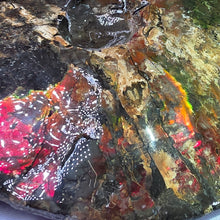 Load image into Gallery viewer, Ammonite Fossil (Canada) – Abundance, Protection &amp; Energy Flow
