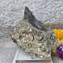 Load image into Gallery viewer, Megalodon Tooth with Coral Matrix – 巨齿鲨牙齿珊瑚母岩化石
