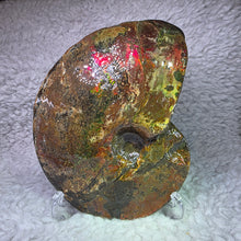 Load image into Gallery viewer, Ammonite Fossil (Canada) – Abundance, Protection &amp; Energy Flow
