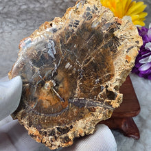 Load image into Gallery viewer, Petrified Wood Display (Madagascar) – 马达加斯加木化石摆件
