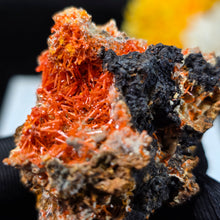 Load image into Gallery viewer, Crocoite Mineral Specimen Display – Dundas, Tasmania, Australia | 红铅矿天然矿物标本摆件

