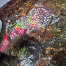 Load image into Gallery viewer, Ammonite Fossil (Canada) – Abundance, Protection &amp; Energy Flow
