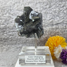 Load image into Gallery viewer, Colour-Changing Fluorite with Pyrite (Nigeria) – 尼日利亚变色萤石共生黄铁矿
