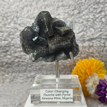 Load image into Gallery viewer, Colour-Changing Fluorite with Pyrite (Nigeria) – 尼日利亚变色萤石共生黄铁矿
