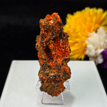 Load image into Gallery viewer, Crocoite Mineral Specimen Display – Dundas, Tasmania, Australia | 红铅矿天然矿物标本摆件
