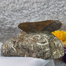 Load image into Gallery viewer, Megalodon Tooth with Coral Matrix – 巨齿鲨牙齿珊瑚母岩化石
