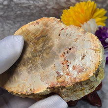 Load image into Gallery viewer, Petrified Wood Display (Madagascar) – 马达加斯加木化石摆件
