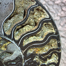 Load image into Gallery viewer, Black Ammonite Display – Protection, Wealth &amp; Feng Shui Energy
