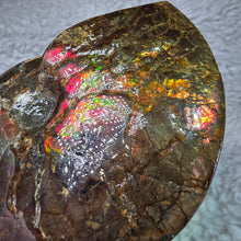 Load image into Gallery viewer, Ammonite Fossil (Canada) – Abundance, Protection &amp; Energy Flow
