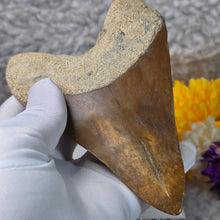 Load image into Gallery viewer, Megalodon Shark Tooth Fossil – Authentic Prehistoric Shark Fossil – 巨齿鲨牙齿化石
