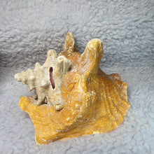 Load image into Gallery viewer, Pink Conch Shell – Ocean Harmony Display
