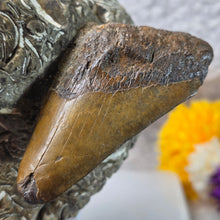 Load image into Gallery viewer, Megalodon Tooth with Coral Matrix – 巨齿鲨牙齿珊瑚母岩化石
