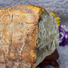Load image into Gallery viewer, Petrified Wood Display (Madagascar) – 马达加斯加木化石摆件
