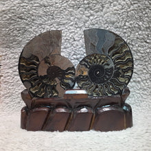 Load image into Gallery viewer, Black Ammonite Display – Protection, Wealth &amp; Feng Shui Energy
