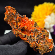 Load image into Gallery viewer, Crocoite Mineral Specimen Display – Dundas, Tasmania, Australia | 红铅矿天然矿物标本摆件
