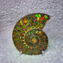 Load image into Gallery viewer, Ammonite with Ammolite Inlay Display – Wealth, Protection &amp; Energy Flow
