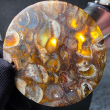 Load image into Gallery viewer, Ammonite Dzi Pendant with Necklace – 法螺天珠项链
