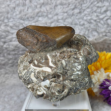 Load image into Gallery viewer, Megalodon Tooth with Coral Matrix – 巨齿鲨牙齿珊瑚母岩化石

