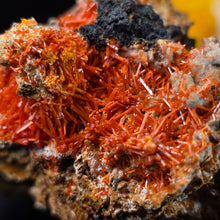 Load image into Gallery viewer, Crocoite Mineral Specimen Display – Dundas, Tasmania, Australia | 红铅矿天然矿物标本摆件
