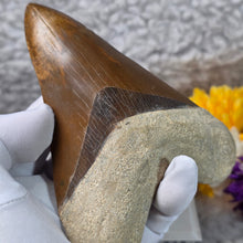 Load image into Gallery viewer, Megalodon Shark Tooth Fossil – Authentic Prehistoric Shark Fossil – 巨齿鲨牙齿化石

