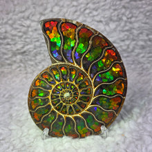 Load image into Gallery viewer, Ammonite with Ammolite Inlay Display – Wealth, Protection &amp; Energy Flow

