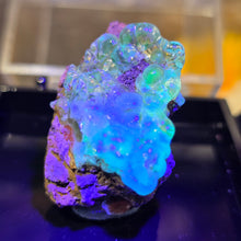 Load image into Gallery viewer, Hyalite Opal Specimen (Mexico) – 墨西哥水胆蛋白石矿标
