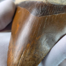 Load image into Gallery viewer, Megalodon Shark Tooth Fossil – Authentic Prehistoric Shark Fossil – 巨齿鲨牙齿化石
