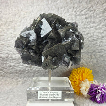 Load image into Gallery viewer, Colour-Changing Fluorite with Pyrite (Nigeria) – 尼日利亚变色萤石共生黄铁矿
