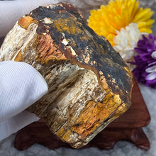 Load image into Gallery viewer, Petrified Wood Display (Madagascar) – 马达加斯加木化石摆件
