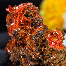 Load image into Gallery viewer, Crocoite Mineral Specimen Display – Dundas, Tasmania, Australia | 红铅矿天然矿物标本摆件
