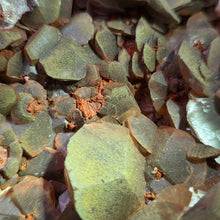 Load image into Gallery viewer, Nail Head Calcite with Siderite &amp; Red Hematite Display – 钉头方解石共生菱铁矿赤铁矿摆件
