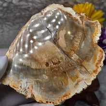 Load image into Gallery viewer, Petrified Wood Display (Madagascar) – 马达加斯加木化石摆件

