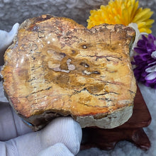 Load image into Gallery viewer, Petrified Wood Display (Madagascar) – 马达加斯加木化石摆件
