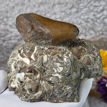 Load image into Gallery viewer, Megalodon Tooth with Coral Matrix – 巨齿鲨牙齿珊瑚母岩化石
