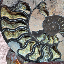 Load image into Gallery viewer, Black Ammonite Display – Protection, Wealth &amp; Feng Shui Energy

