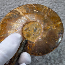 Load image into Gallery viewer, Ammonite with Ammolite Inlay Display – Wealth, Protection &amp; Energy Flow
