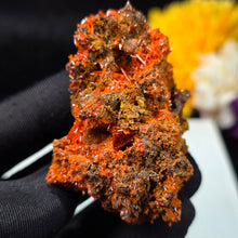 Load image into Gallery viewer, Crocoite Mineral Specimen Display – Dundas, Tasmania, Australia | 红铅矿天然矿物标本摆件
