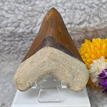 Load image into Gallery viewer, Megalodon Shark Tooth Fossil – Authentic Prehistoric Shark Fossil – 巨齿鲨牙齿化石
