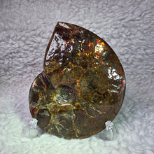 Load image into Gallery viewer, Ammonite Fossil (Canada) – Abundance, Protection &amp; Energy Flow
