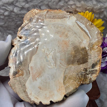 Load image into Gallery viewer, Petrified Wood Display (Madagascar) – 马达加斯加木化石摆件
