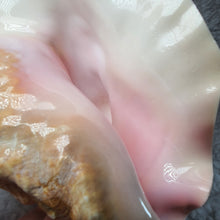 Load image into Gallery viewer, Pink Conch Shell – Ocean Harmony Display
