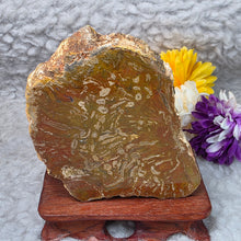Load image into Gallery viewer, Petrified Wood Display (Madagascar) – 马达加斯加木化石摆件
