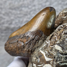 Load image into Gallery viewer, Megalodon Tooth with Coral Matrix – 巨齿鲨牙齿珊瑚母岩化石
