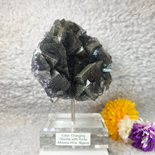 Load image into Gallery viewer, Colour-Changing Fluorite with Pyrite (Nigeria) – 尼日利亚变色萤石共生黄铁矿
