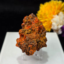Load image into Gallery viewer, Crocoite Mineral Specimen Display – Dundas, Tasmania, Australia | 红铅矿天然矿物标本摆件
