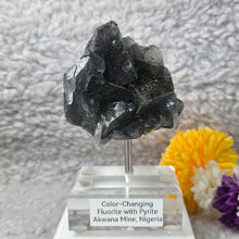 Load image into Gallery viewer, Colour-Changing Fluorite with Pyrite (Nigeria) – 尼日利亚变色萤石共生黄铁矿
